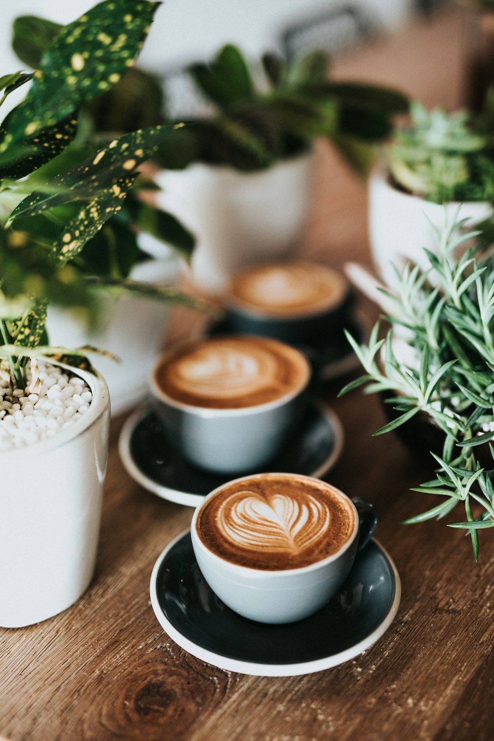 Flat whites and houseplants on a wooden table